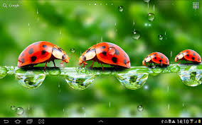 скачать живые обои аквариум на рабочий стол для Windows 7 Rain Live Wallpaper