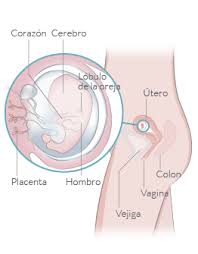 Check spelling or type a new query. Semana 9 De Embarazo Inatal El Embarazo Semana A Semana