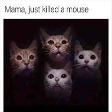 You Have Decided Here Are The Best Cat Memes Of The Decade 100 51 Funny Cat Memes Best Cat Memes Funny Animal Memes