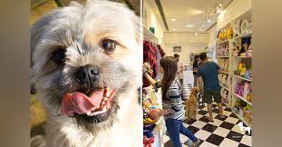 We did not find results for: Vets Cafes Grooming More Here S Your Guide To Being The Perfect First Time Pet Parent Lbb
