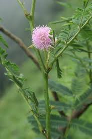 Image result for Mimosa pigra