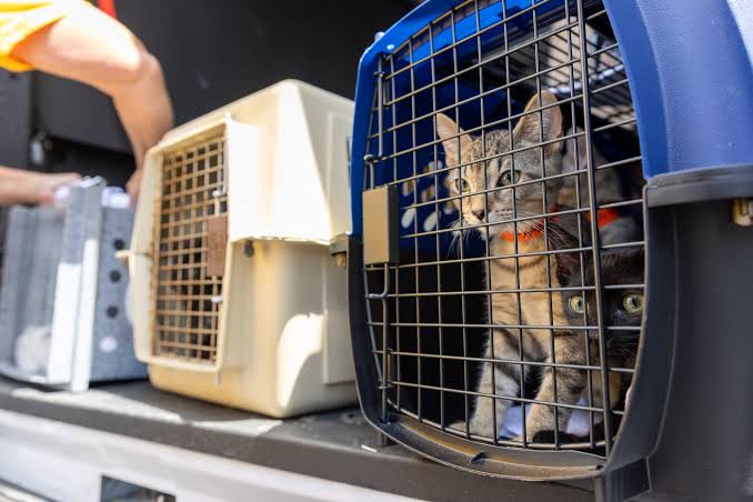 Pet transport