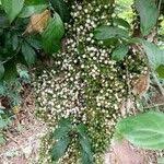 Image result for Maesobotrya