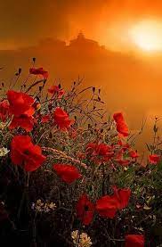 Flower Beautiful Flowers Poppies Beautiful Nature