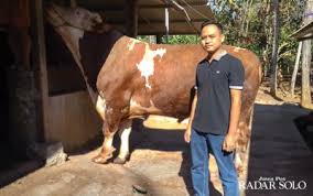 Sapi limosin adalah sapi yang banyak disukai oleh para peternak. Kristo Agung Peternak Sapi Milenial Lulusan Smk