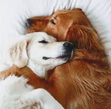 Golden Retriever Puppies For Sale In Tennessee Home Facebook