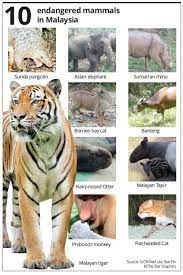 For more information on what creatures are listed on this site,. Malaysian Mammals Face Extinction The Star