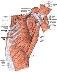 The first rib is a short, flat rib that is much wider and more curved than those previously described. Surgical Anatomy Of The Chest Wall Springerlink