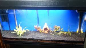 Gelelim akvaryum kurarken elimizde bulunması gerekli malzemelere: Hobihanem Bitkili Akvaryum Kurulumu Vlog 2 31 02 2017 Youtube