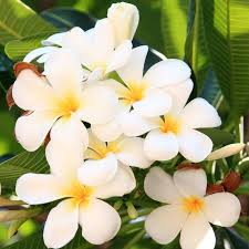 Allium Ampeloprasum Flower Pot Design Plants Plumeria