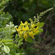 Image result for Sophora inhambanensis