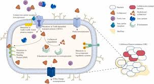 Image result for Cefiderocol
