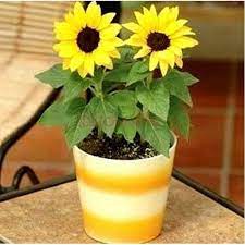 Ted2019 en the number of petals on a flower is typically a fibonacci number, or the number of spirals on a sunflower or a pineapple tends to be a fibonacci number as well. Terbaru 27 Bunga Matahari Bahasa English Gambar Bunga Indah