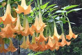 Jul 01, 2021 · there are few trees that can stop a person in their tracks like a brugmansia can. Brugmansia Angel S Trumpet