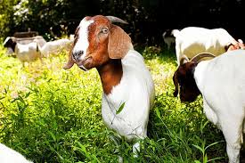 Customers rent goats by the day. Hiring Goats To Clear An Overgrown Backyard Wsj