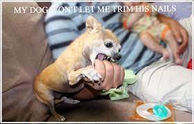You need to take slow, steady, baby steps how to trim dog nails without fear. My Dog Will Not Let Me Cut His Nails See Solutions Dogsforest Com