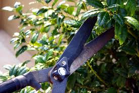 Pruning is the process of cutting away dead or overgrown branches or stems to promote healthy plant growth. October S Garden Notebook Pruning 3 Good Reasons To Get Out Your Secateurs