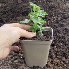 Currently black plant pots are generally not collected for recycling because they cannot be detected by machinery used to sort plastics in the recycling process. Recyclable Square Taupe Grey 9cm Plastic Plant Pots Pack Of 10 Brookside Nursery