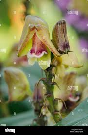 Image result for Polystachya galeata