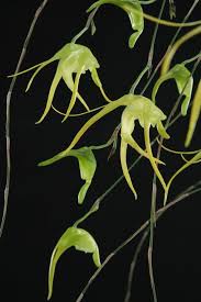 Image result for Aeranthes africana