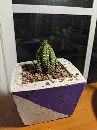 Can a cactus get too much sun? My Zebra Plant Has Gotten Pretty Tight Is It Getting Too Much Sun Succulents