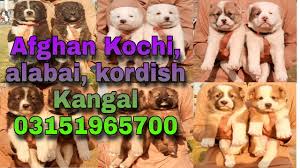 Dogs for adoption, rescue dogs, mixed breed dogs, purebred dogs city: Afghan Kochi Alabai Kordish Kangal Dog Sicurty Dogs Very Agreseve Dogs Dogs Peshawar Youtube