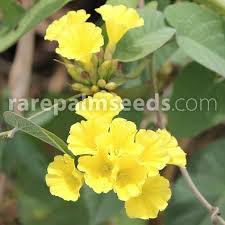 Image result for Merremia