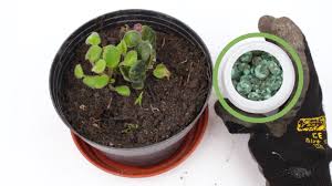 How should i properly plant my plants? How To Grow Potted Plants With Pictures Wikihow