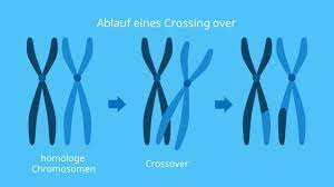 Get results from several engines at once. Crossing Over Biologie Genetik Meiose Mit Video