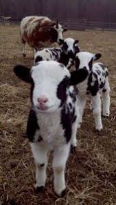 10 12 13 Lovely Cool Photo Of The Day Cute Goats Animals Animals Beautiful