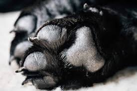 Maybe you would like to learn more about one of these? Last Kiss At Home Chicago Pet Euthanasia And Cremation Services