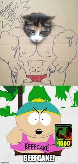 The robust maine coon cat can weigh anywhere from 10 to 25 pounds. Cats Funny Cats Memes Gifs Imgflip