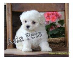 These extra precautions mean that teacup maltese puppies cost between $750 and $2,000 usd. Tea Cup Maltese Puppy Sale In Pune Price