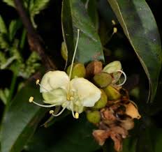 Image result for Anthonotha