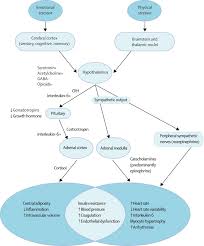 The Cardiovascular Toll Of Stress The Lancet