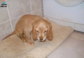 4 Aylik Tatli Mi Tatli Erkek American Cocker Spaniel Cinsi Kopek Istanbul Da Kendisine Yeni Bir Yuva Ariyor Http Www Kopekdunyasi Com Amerika Kopek Amerikan