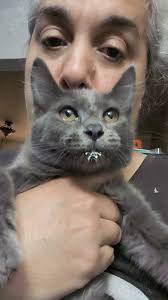 JUST GREY CATS AND KITTENS ONLY