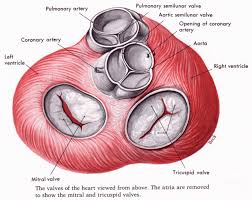 The Heart And Ekg I Anatomy Of The Heart 1 In 2020 With Images Physiology Cardiac Sonography Basic Anatomy And Physiology