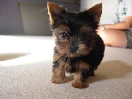 Simply log in to view the video library. Cute Yorkie Video Archives 3 Million Dogs