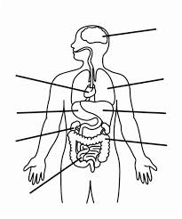 Maybe you would like to learn more about one of these? Human Body Worksheets Coloring Pages Learny Kids