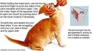 Learn effective ways to give your cat its medication without the struggle of using liquid. Pilling Your Cat