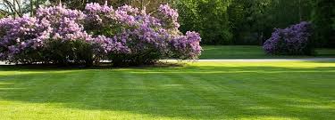 Having spent the cold winter months hibernating, the grass in your lawn is finally ready to come back to life. Spring Lawn Care Milorganite