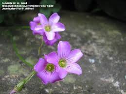 Image result for Oxalis debilis