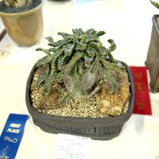 Image result for Euphorbia stenocaulis