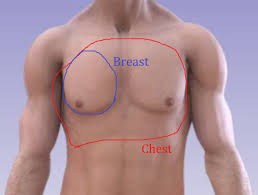 Left figure 1.12 diagram of the mediastinal structures to examine on. Cual Es La Diferencia Entre Chest Y Breast Chest Vs Breast Hinative