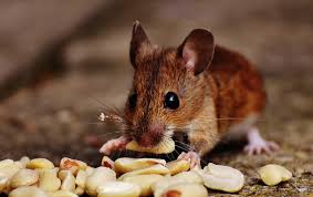 Further up the food chain, it forms an extremely important part of the diet of many predators, such as kestrels, weasels and barn owls. Types Of Mice In The Uk Mouse Identification Facts Pest Defence