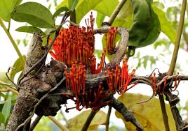 Image result for Phragmanthera