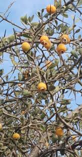 Image result for Balanites