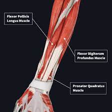 The supinator is a muscle. Muscle Compartments Of The Forearm Complete Anatomy