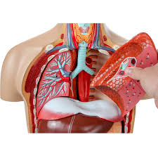 The axial region makes up the main axis of the human body and includes the head, neck, chest, and. Axis Scientific 27 Part Deluxe Dual Sex Human Torso Model Detailed Life Size Human Body Model Has 27 Removable Human Organs Includes Detailed Product Manual 3 Year Warranty Walmart Com Walmart Com